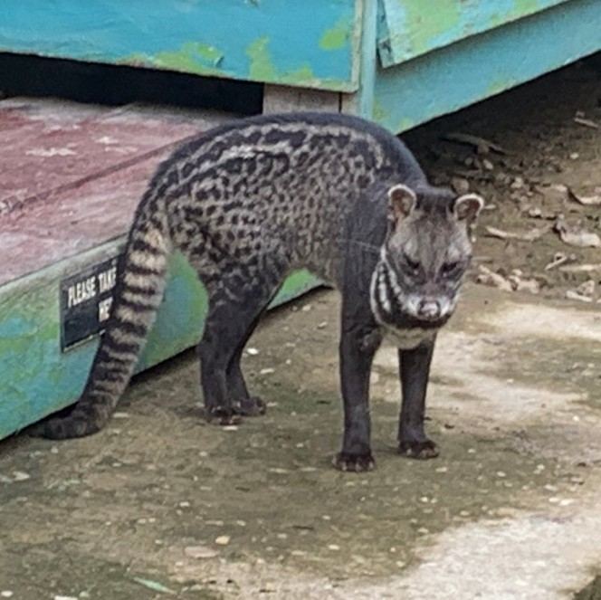 Kinabatangan wildlife